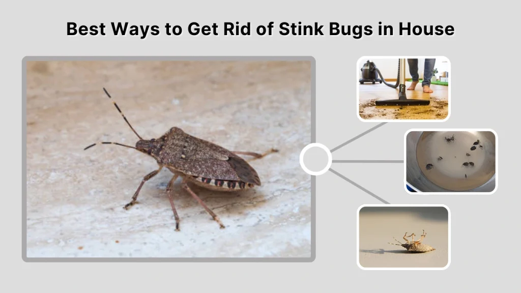 Best Ways to Get Rid of Stink Bugs in House