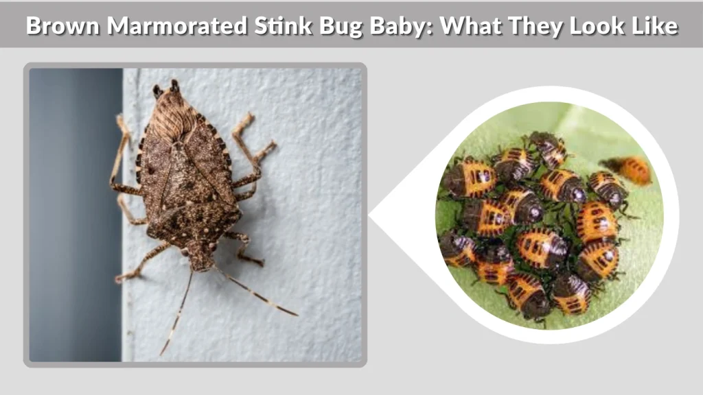Brown Marmorated Stink Bug Baby What They Look Like