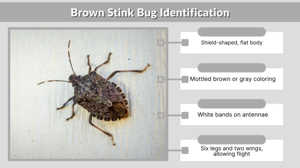 Brown Stink Bug Identification
