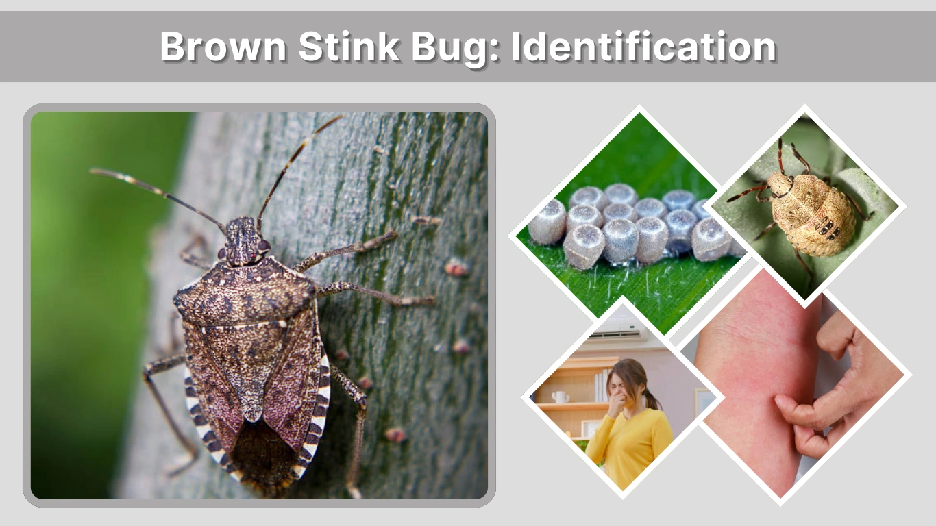 Brown Stink Bug Identification, Behavior, Damage, and Control