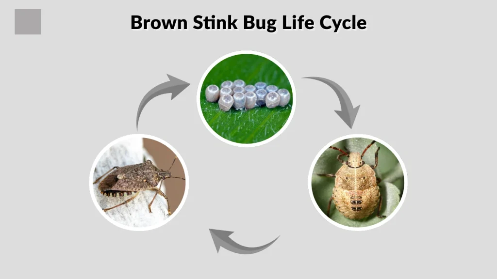 Brown Stink Bug Life Cycle