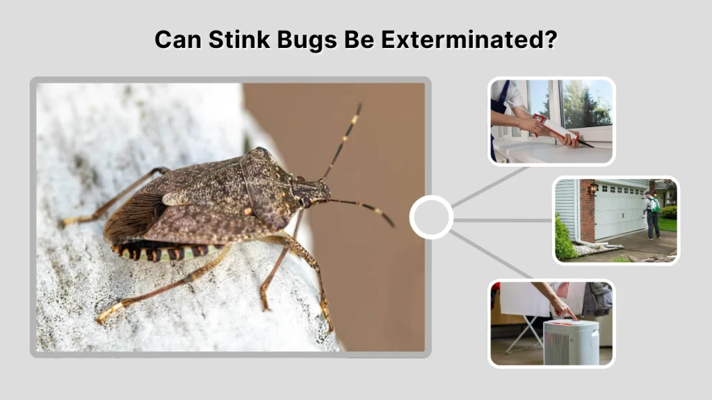 Can Stink Bugs Be Exterminated