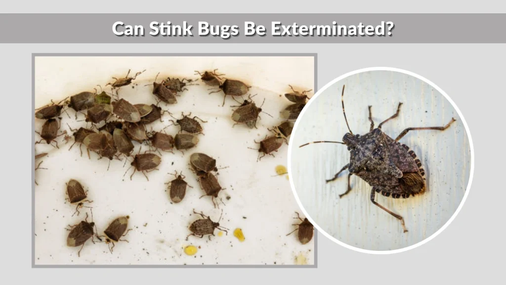 Can Stink Bugs Be Exterminated