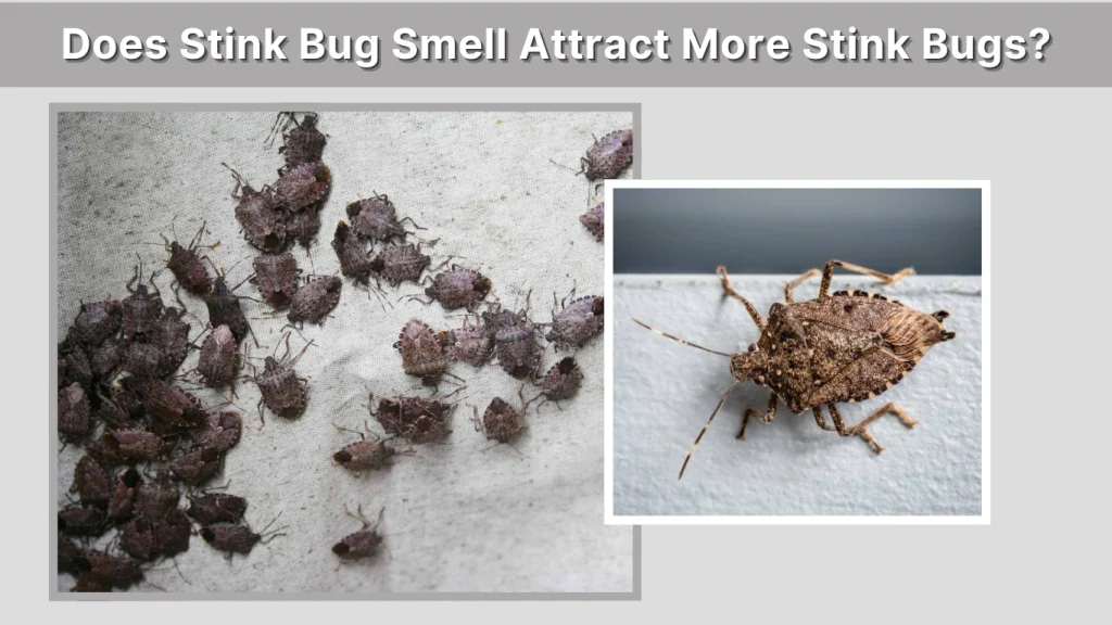 Does Stink Bug Smell Attract More Stink Bugs