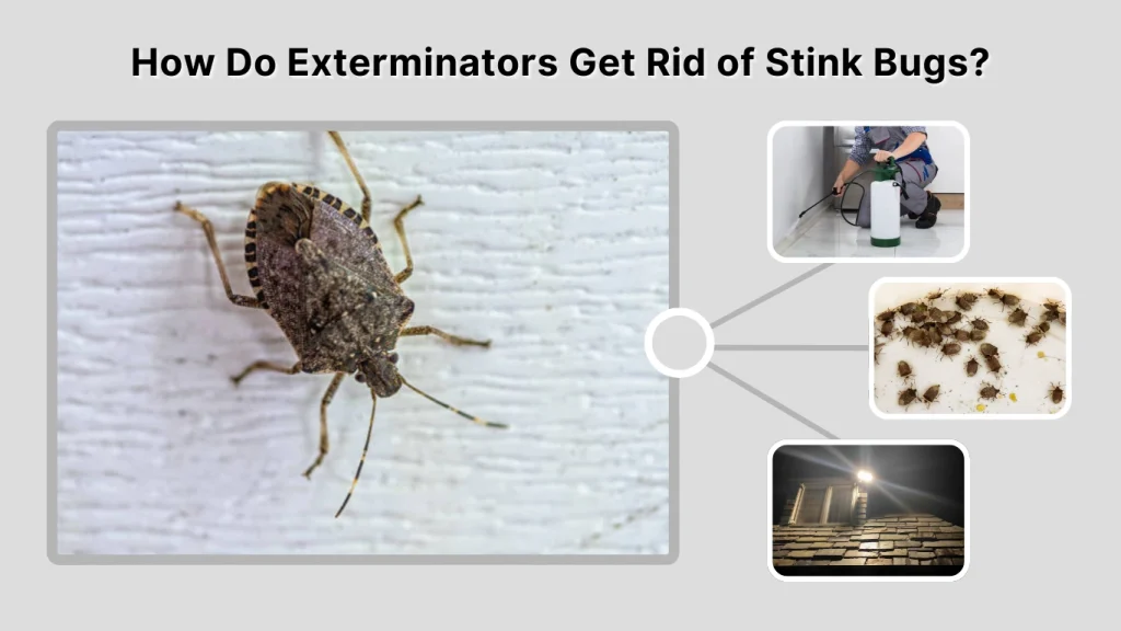 How Do Exterminators Get Rid of Stink Bugs
