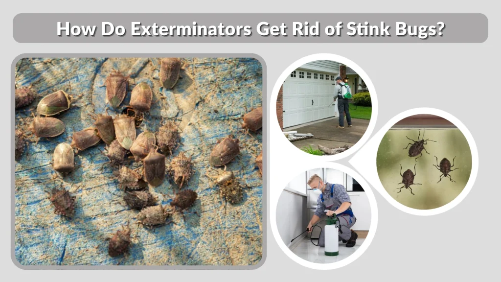 How Do Exterminators Get Rid of Stink Bugs