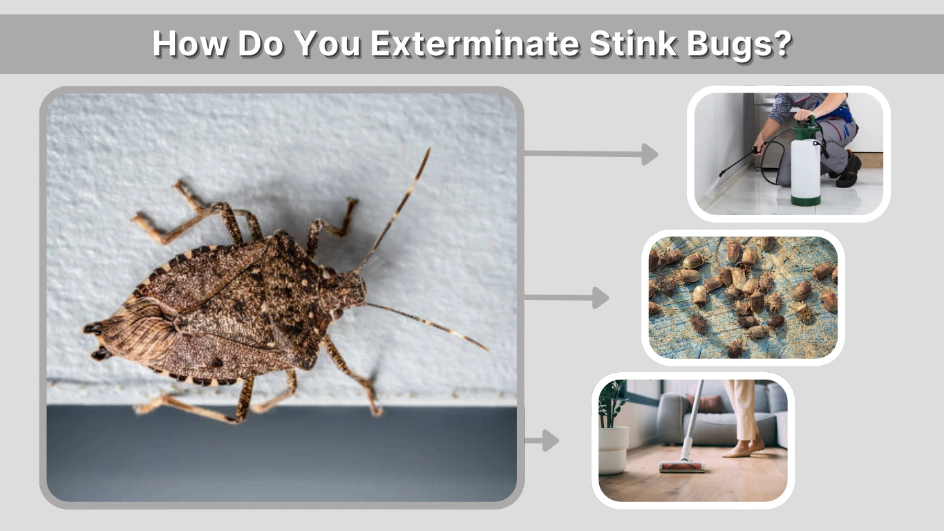 How Do You Exterminate Stink Bugs A Complete Guide for Homeowners