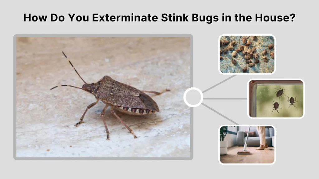 How Do You Exterminate Stink Bugs in the House