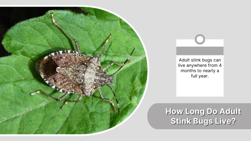 How Long Do Adult Stink Bugs Live