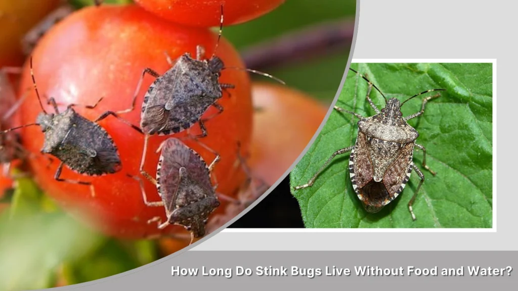 How Long Do Stink Bugs Live Without Food and Water