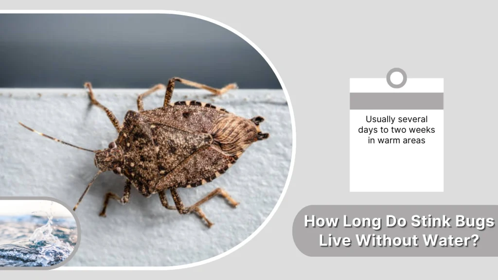 How Long Do Stink Bugs Live Without Water