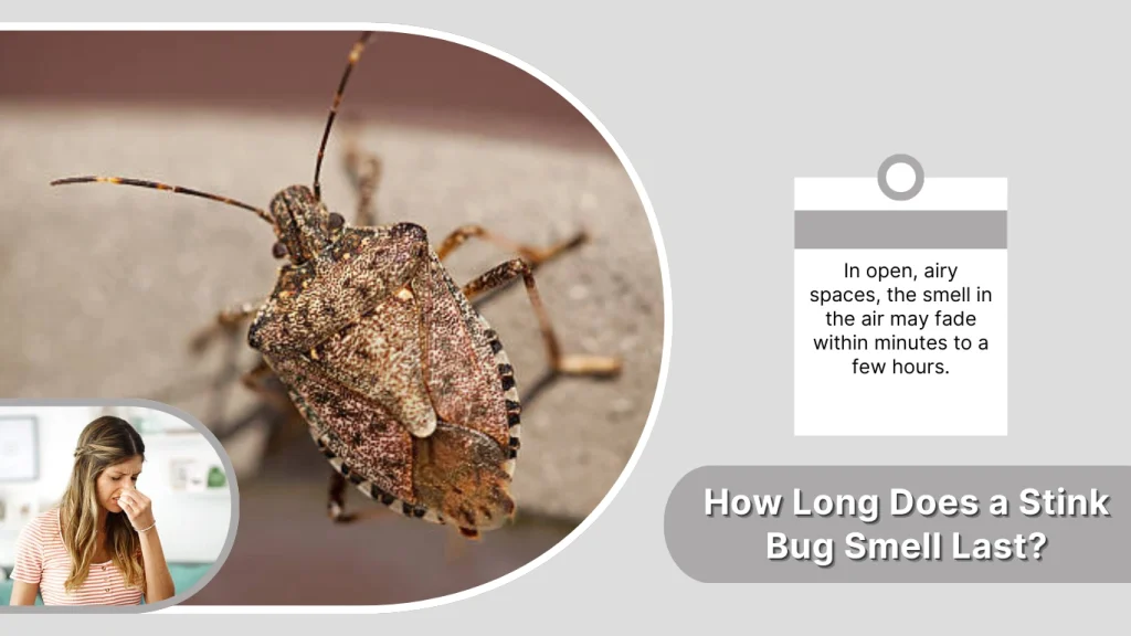 How Long Does a Stink Bug Smell Last