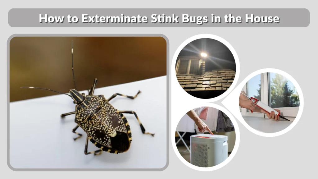 How to Exterminate Stink Bugs in the House