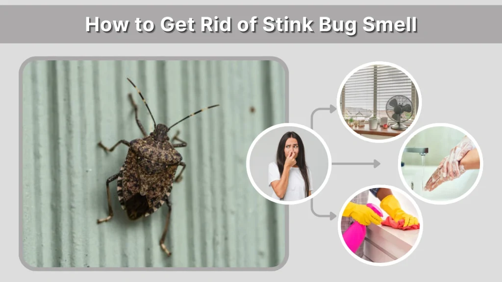 How to Get Rid of Stink Bug Smell
