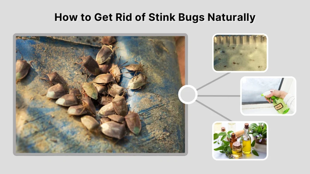 How to Get Rid of Stink Bugs Naturally