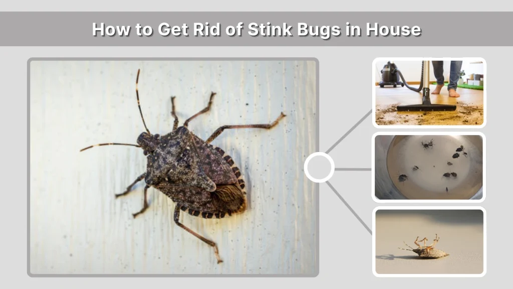 How to Get Rid of Stink Bugs in House