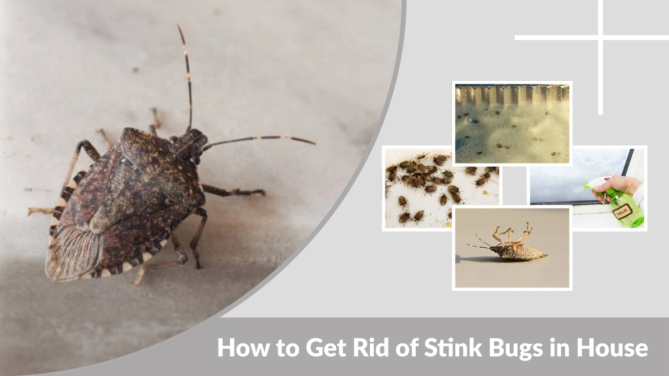 How to Get Rid of Stink Bugs in House Effective Methods That Work