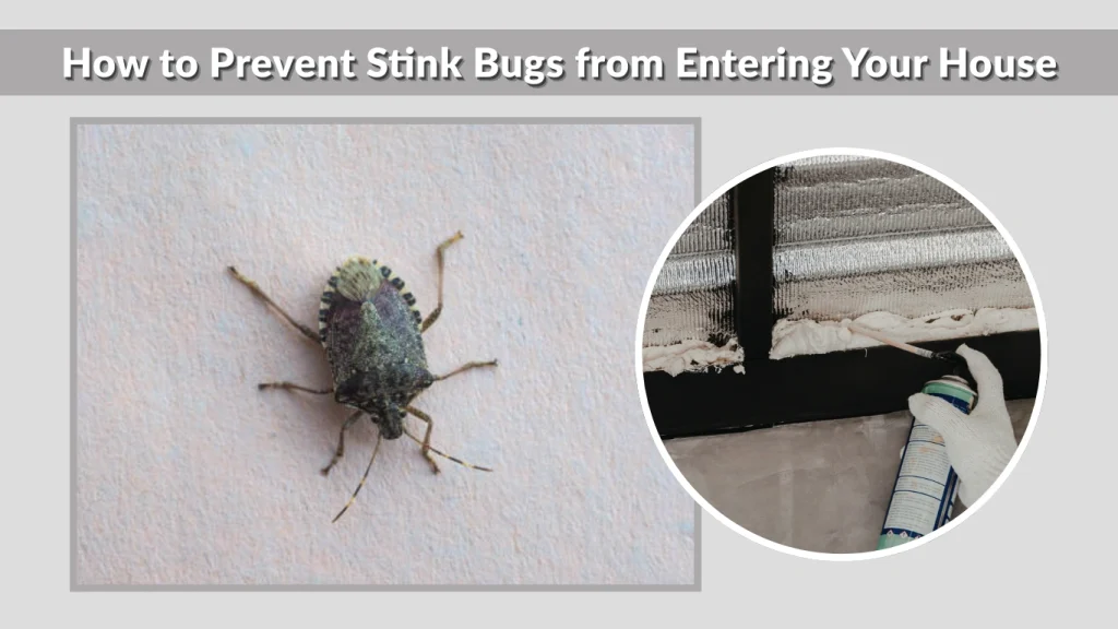 How to Prevent Stink Bugs from Entering Your House