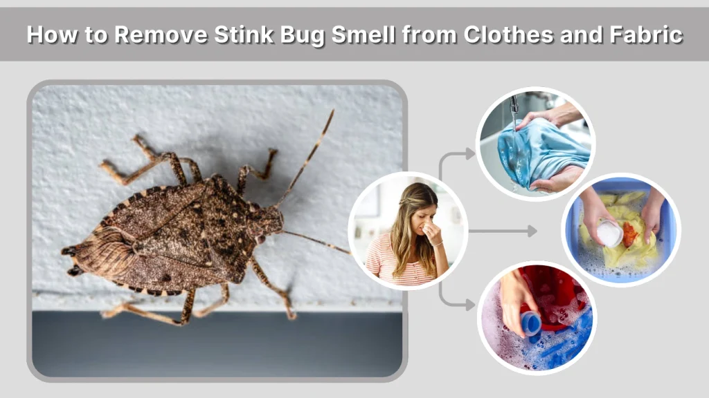 How to Remove Stink Bug Smell from Clothes and Fabric
