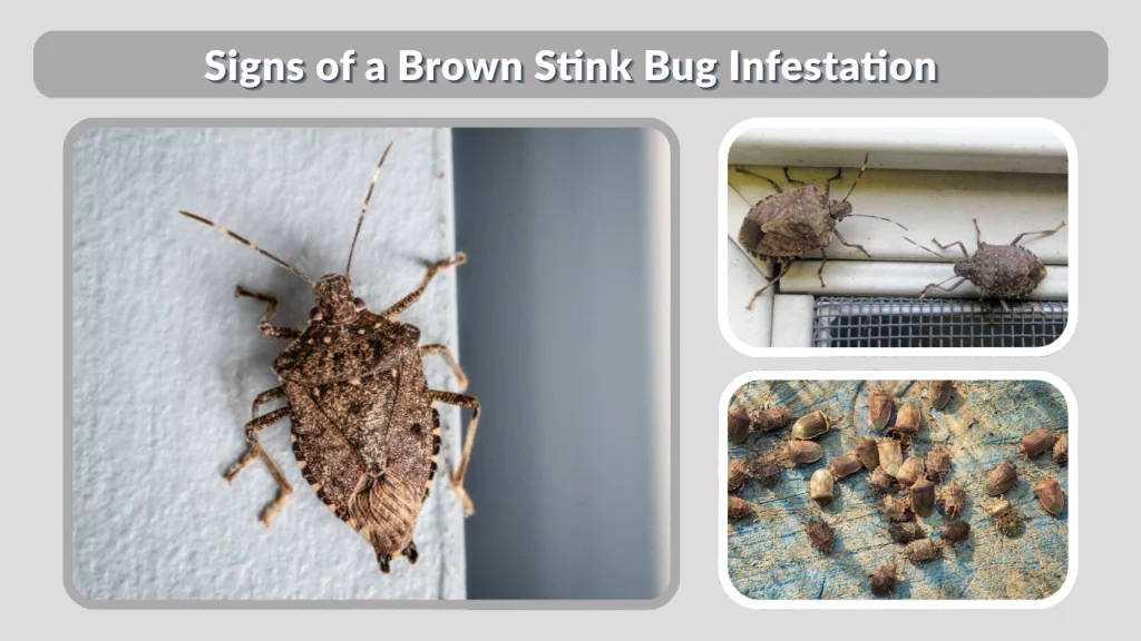 Signs of a Brown Stink Bug Infestation