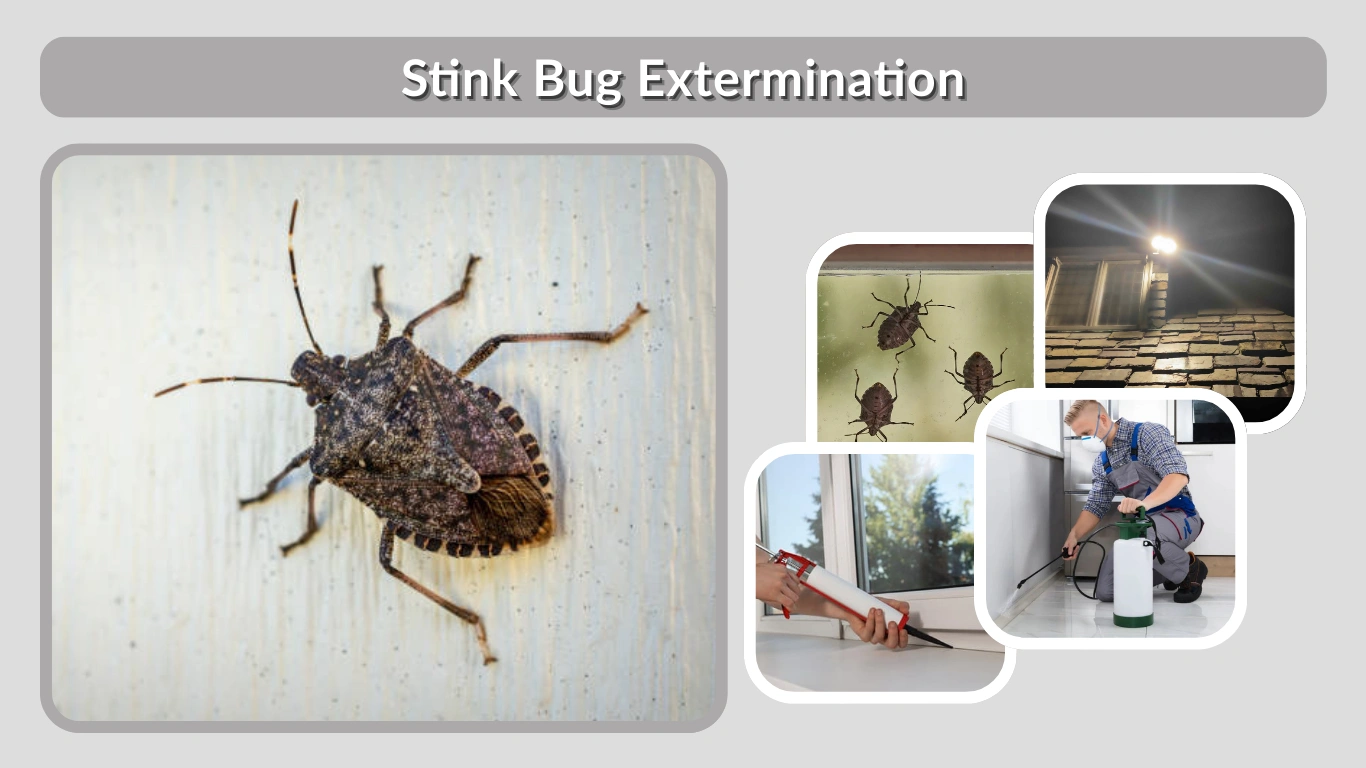 Stink Bug Extermination How to Get Rid of Stink Bugs in Your Home