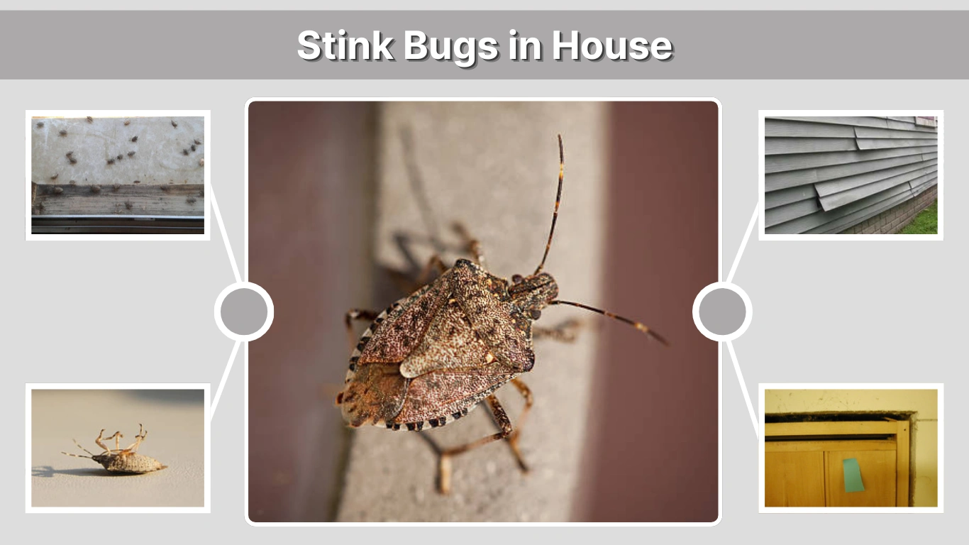 Stink Bugs in House Why They Appear and How to Stop Them
