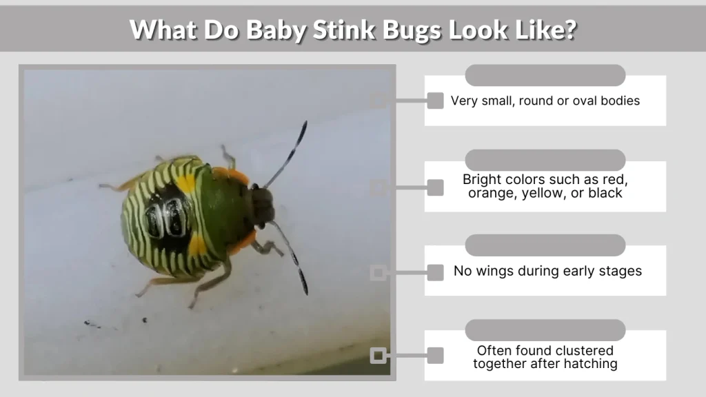 What Do Baby Stink Bugs Look Like