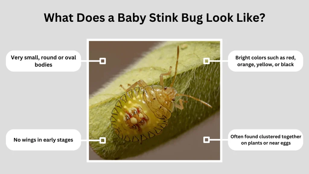 What Does a Baby Stink Bug Look Like
