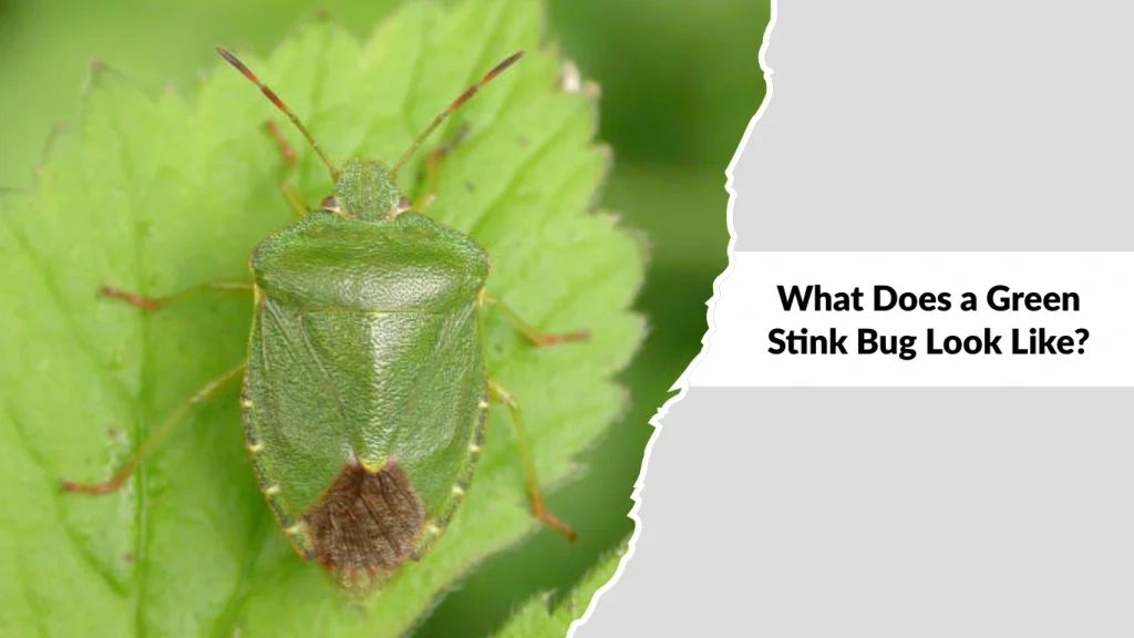 What Does a Green Stink Bug Look Like