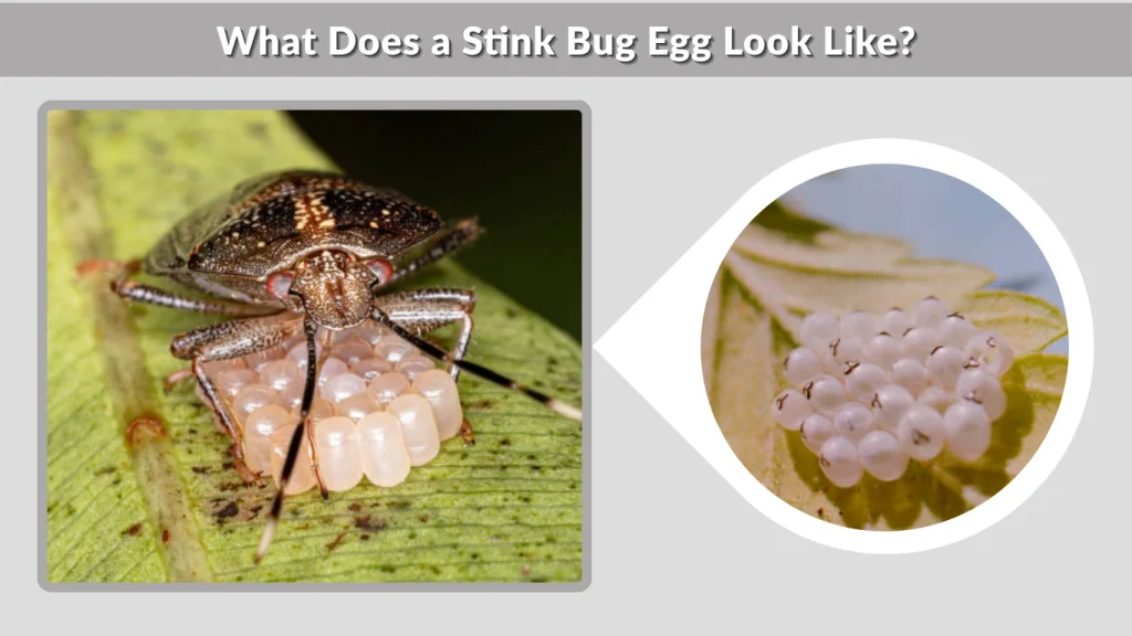 What Does a Stink Bug Egg Look Like