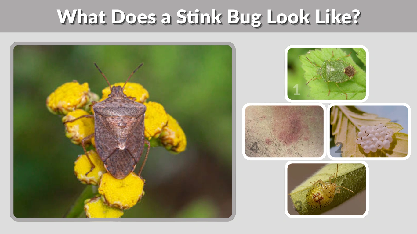 What Does a Stink Bug Look Like Eggs, Babies & Bites