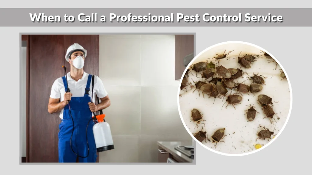 When to Call a Professional Pest Control Service