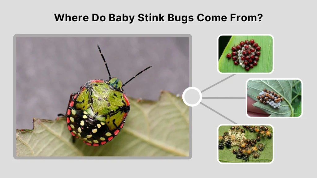 Where Do Baby Stink Bugs Come From