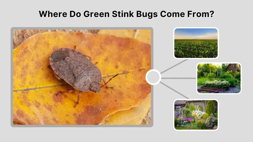 Where Do Green Stink Bugs Come From