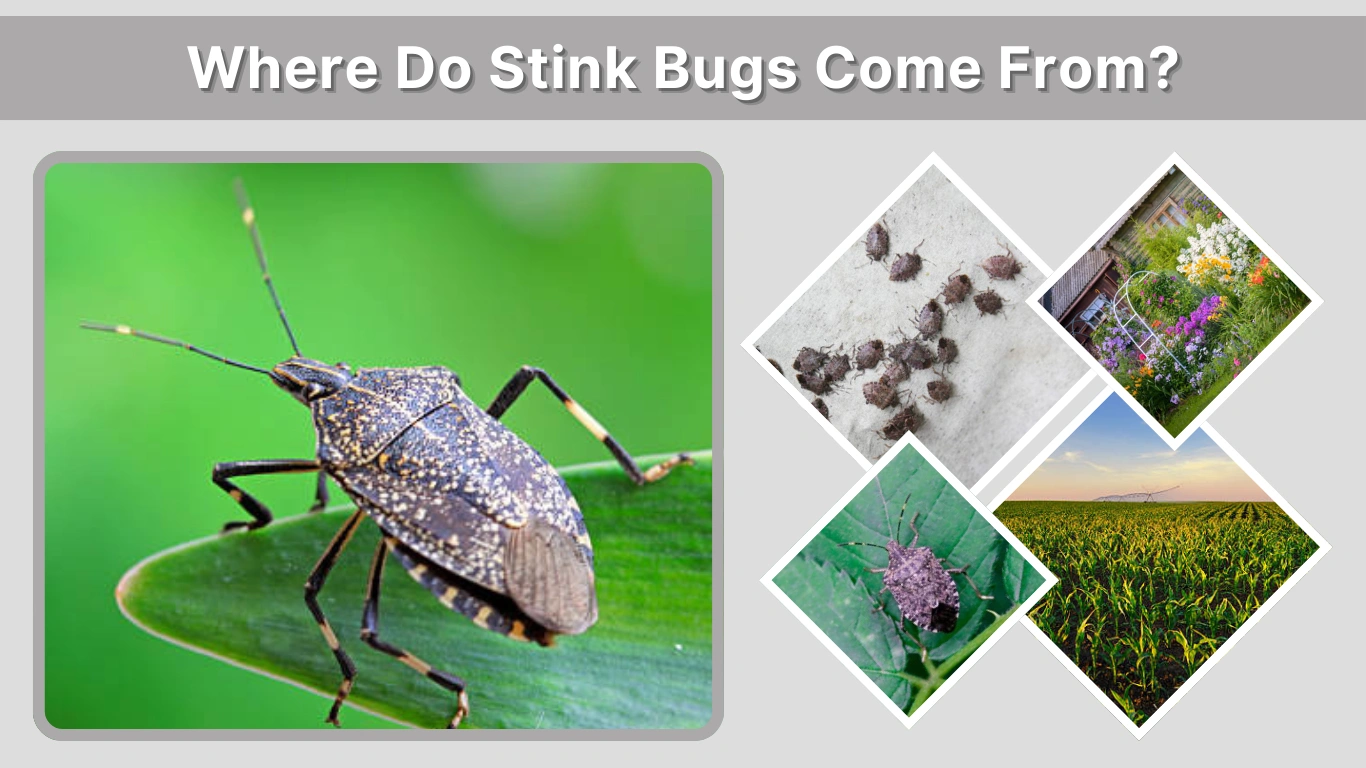 Where Do Stink Bugs Come From Inside Homes and Outdoors Explained