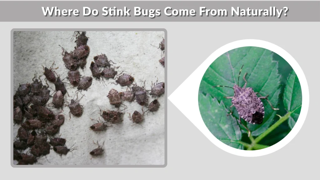 Where Do Stink Bugs Come From Naturally