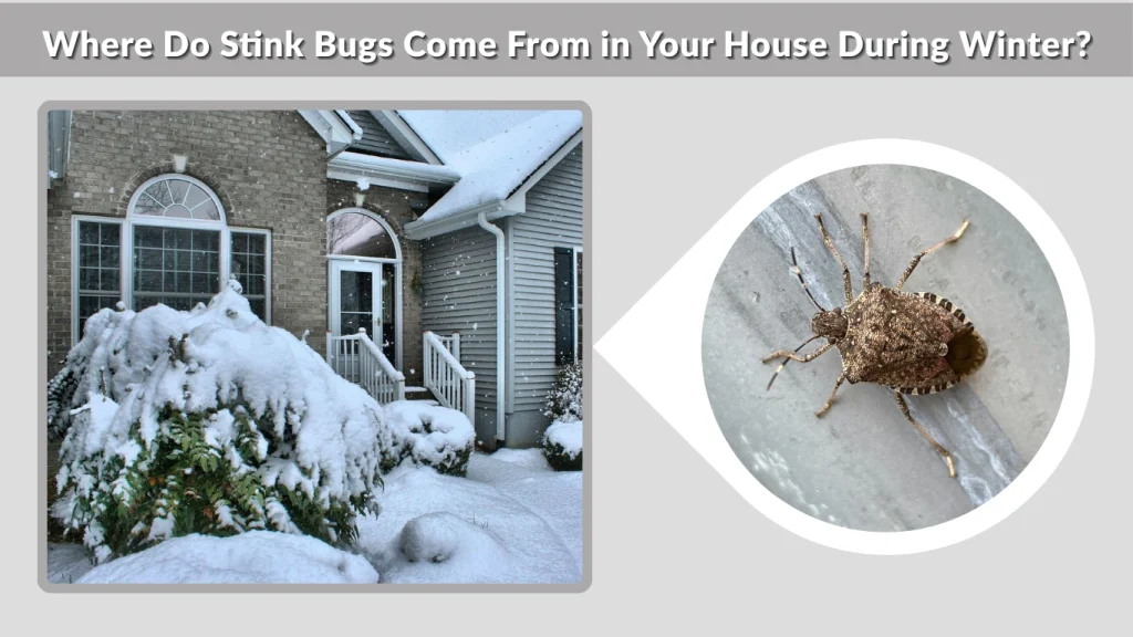 Where Do Stink Bugs Come From in Your House During Winter