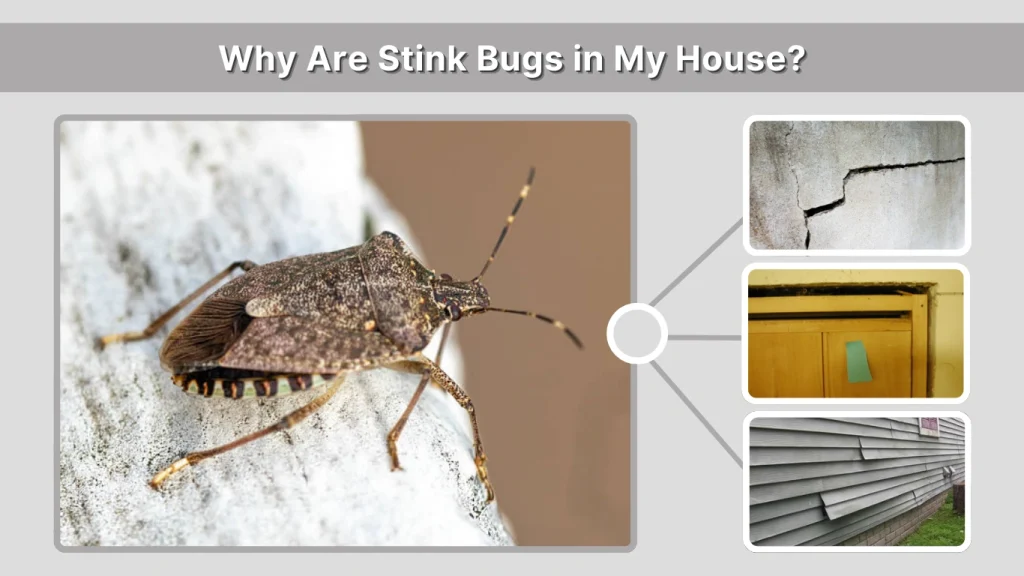 Why Are Stink Bugs in My House
