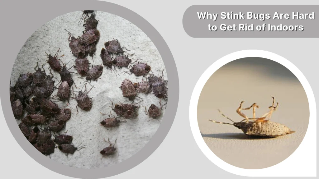 Why Stink Bugs Are Hard to Get Rid of Indoors