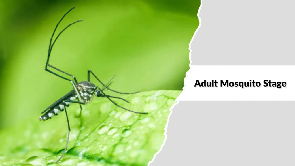 Adult Mosquito Stage