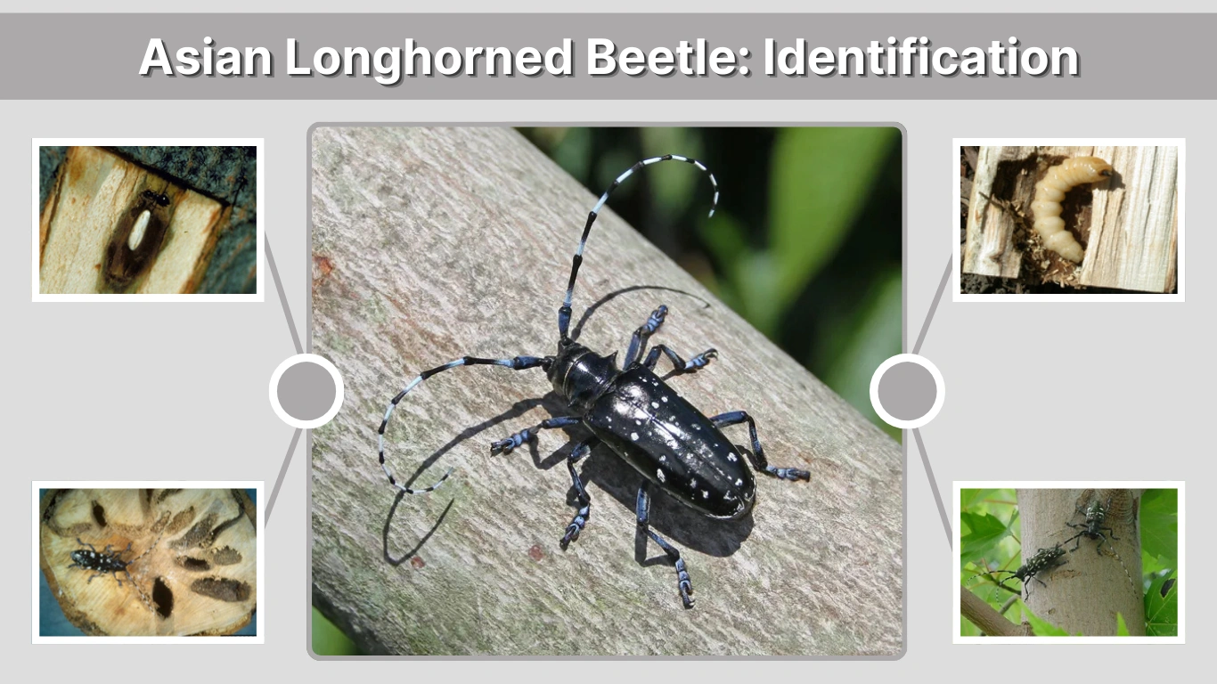 Asian Longhorned Beetle Identification, Life Cycle, Damage & Control