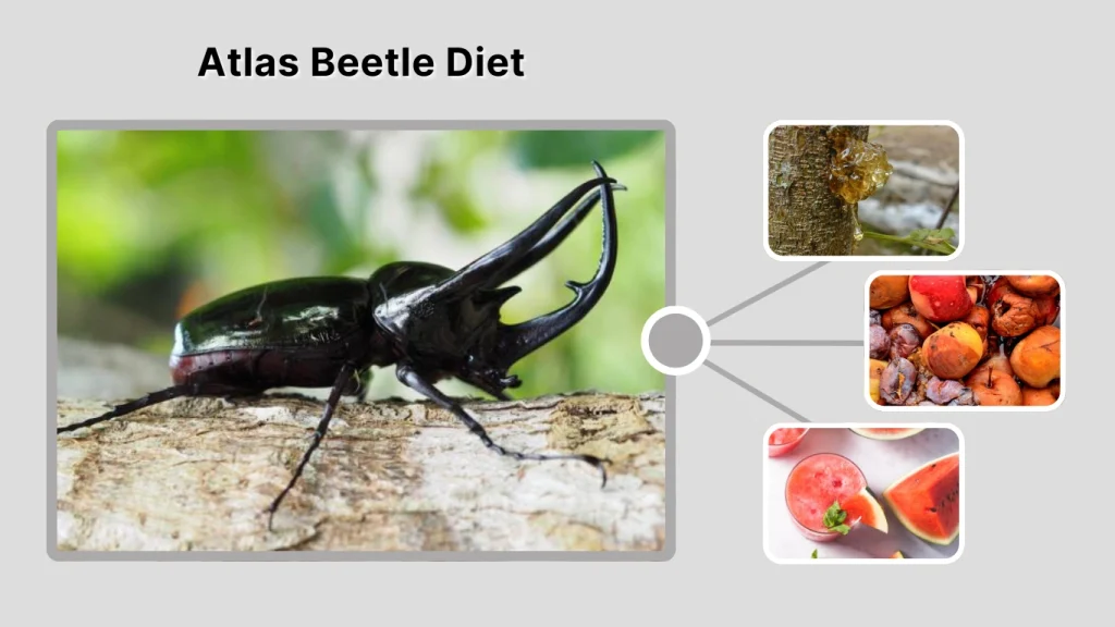 Atlas Beetle Diet