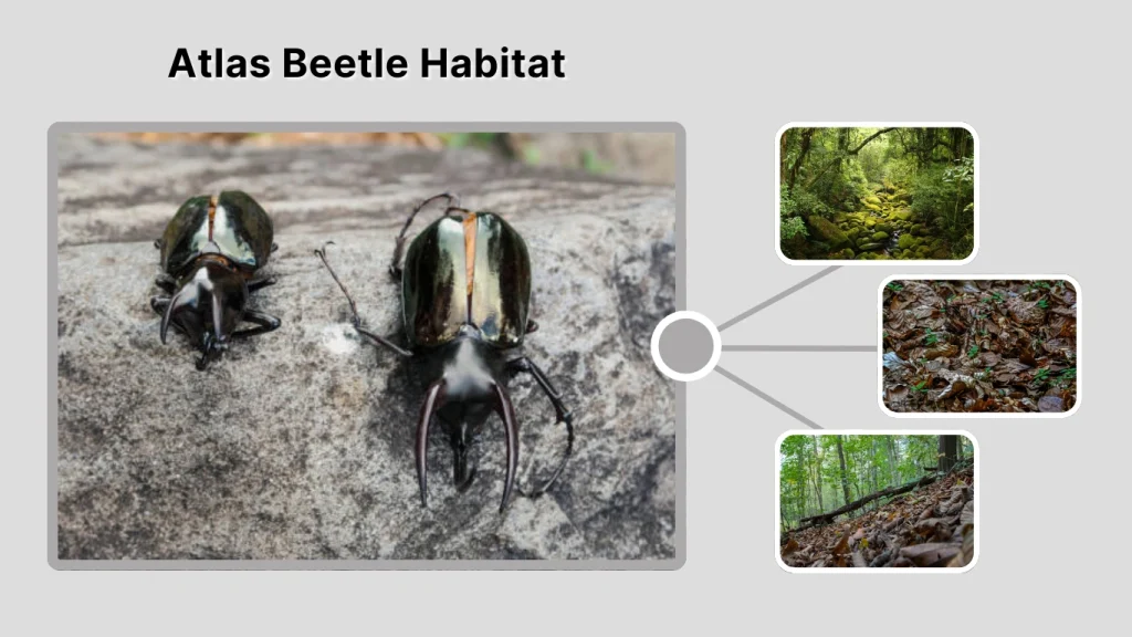 Atlas Beetle Habitat
