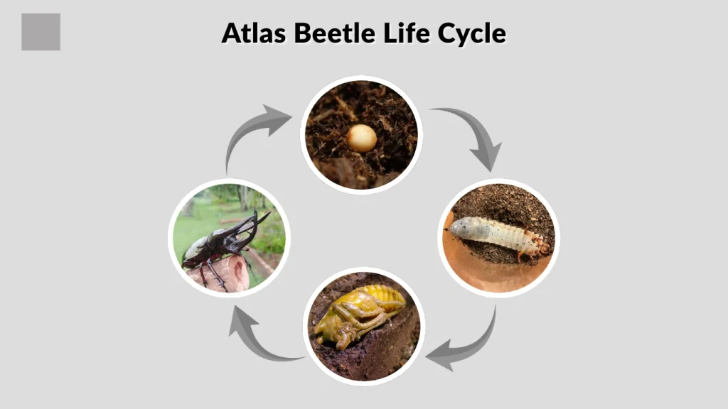 Atlas Beetle Life Cycle