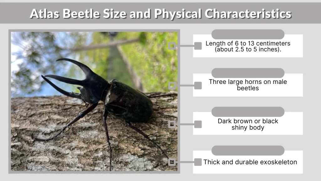 Atlas Beetle Size and Physical Characteristics