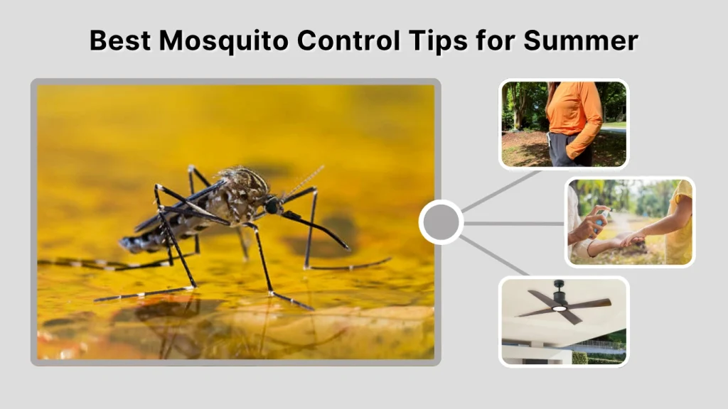 Best Mosquito Control Tips for Summer