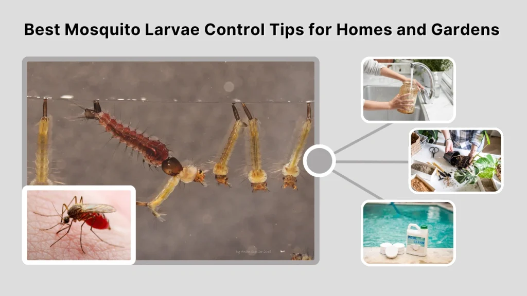 Best Mosquito Larvae Control Tips for Homes and Gardens