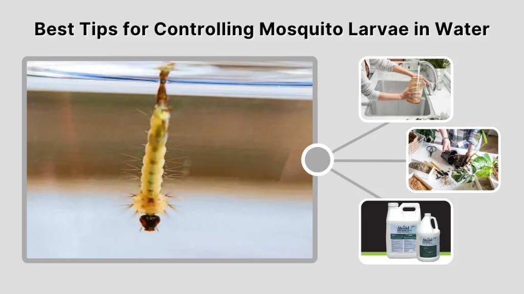 Best Tips for Controlling Mosquito Larvae in Water
