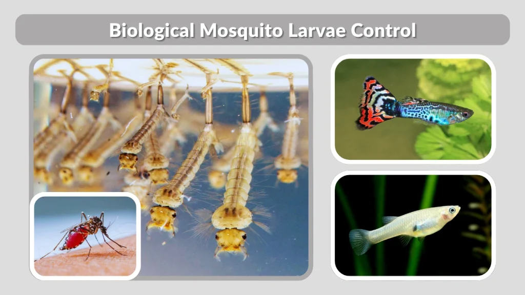 Biological Mosquito Larvae Control