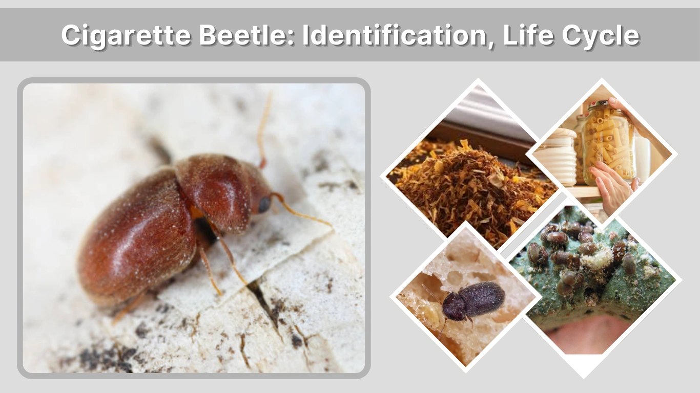 Cigarette Beetle Identification, Life Cycle, Damage & Control
